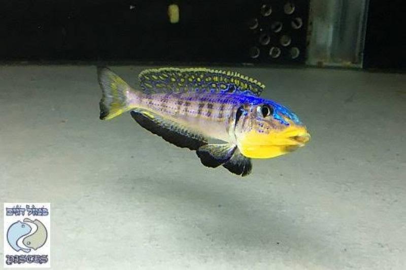 Enantiopus kilesa colony