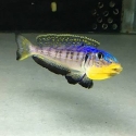 Enantiopus kilesa colony
