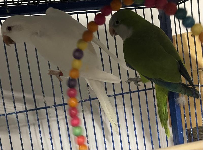 Avairy birds downsizing