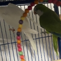 Avairy birds downsizing