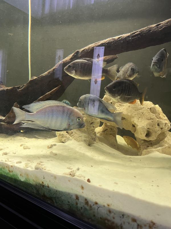 For sale 4 red kadango/2 dolphin cichlids 1 female fh