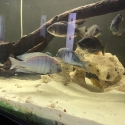 For sale 4 red kadango/2 dolphin cichlids 1 female fh