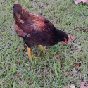 Barnervelder rooster for sale