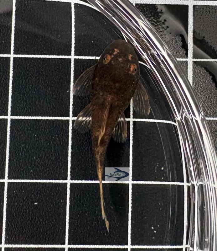 Calico Bristlenose Pleco (Ancistrus sp.) 3-4cm