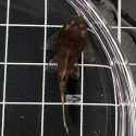 Calico Bristlenose Pleco (Ancistrus sp.) 3-4cm