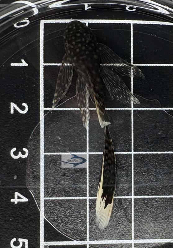 Common Longfin Bristlenose Pleco (Ancistrus sp.) 4-5cm