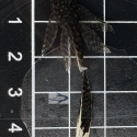 Common Longfin Bristlenose Pleco (Ancistrus sp.) 4-5cm