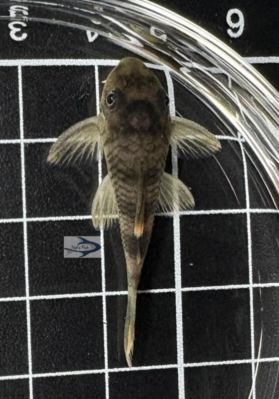 L076 Orange Seam Pleco (Peckoltia sp.) 3-5cm