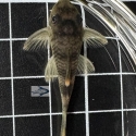 L076 Orange Seam Pleco (Peckoltia sp.) 3-5cm