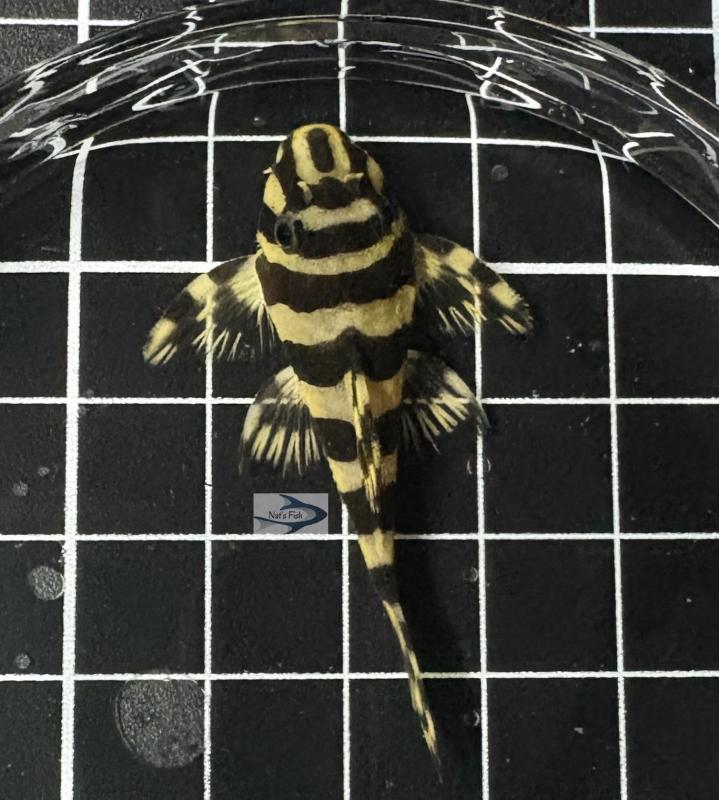 L134 Leopard Frog Pleco(Peckoltia compta) 4-5cm