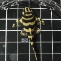 L134 Leopard Frog Pleco(Peckoltia compta) 4-5cm