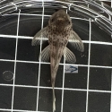 RARE L141 Ghost Pleco (Ancistomus snethlageae) 4-5cm