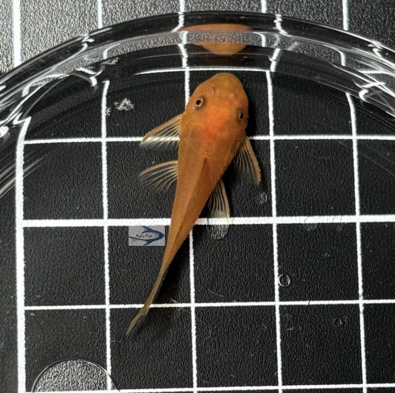 Super Red Bristlenose Pleco (Ancistrus sp.) 3-4cm