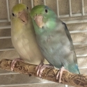 PARROTLET & PEACHFACE PAIRS - 3 BONDED PAIRS AVAILABLE