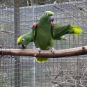 Yellow Crown Amazon Breeding Pair