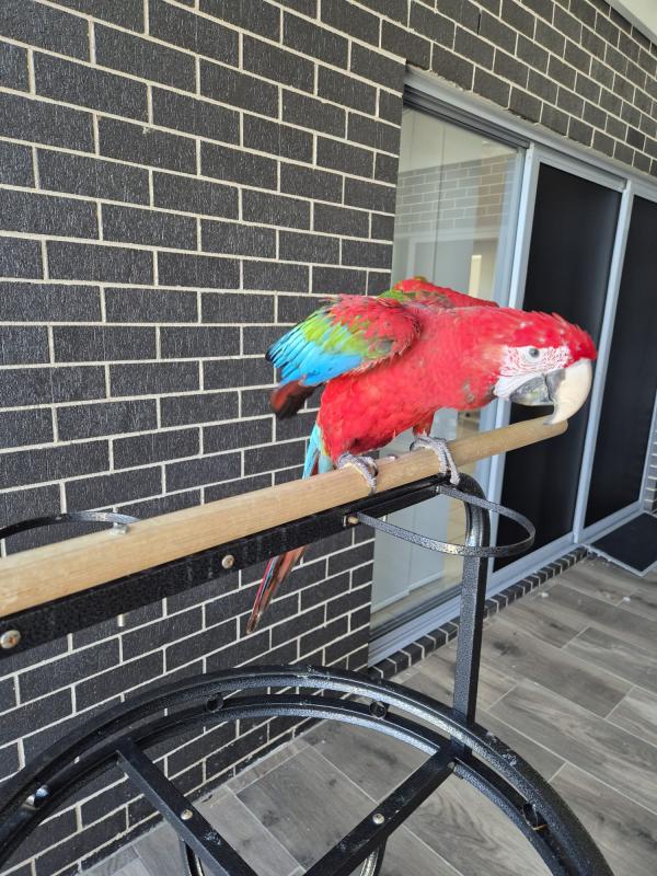 Very tame green wing macaw
