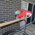 Very tame green wing macaw