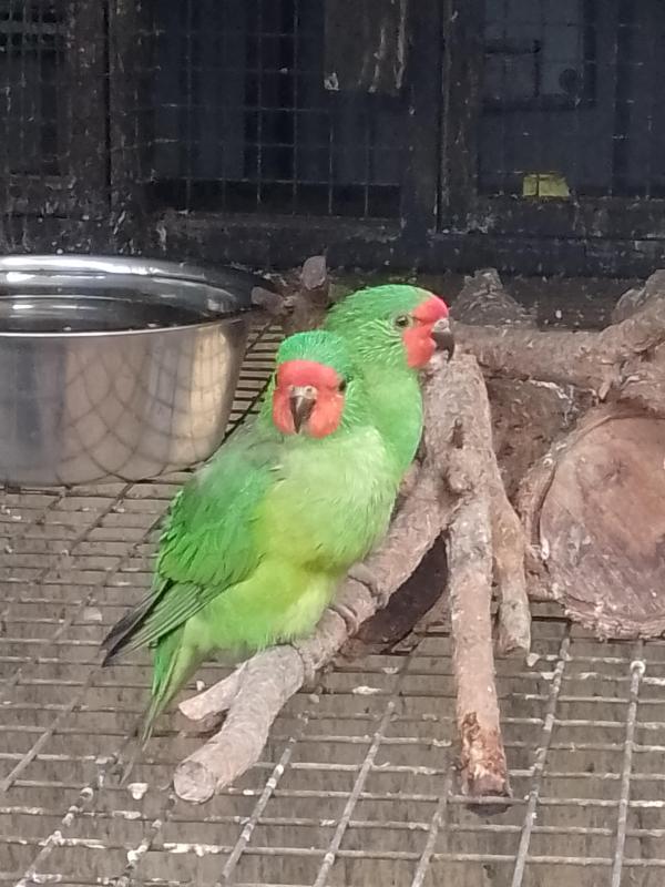 AUST PARROTS & LORIKEETS