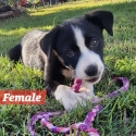Purebred Border Collie puppies! Only 2 left!