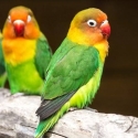 Wanted pure Fischer lovebirds sydney or wagga wagga