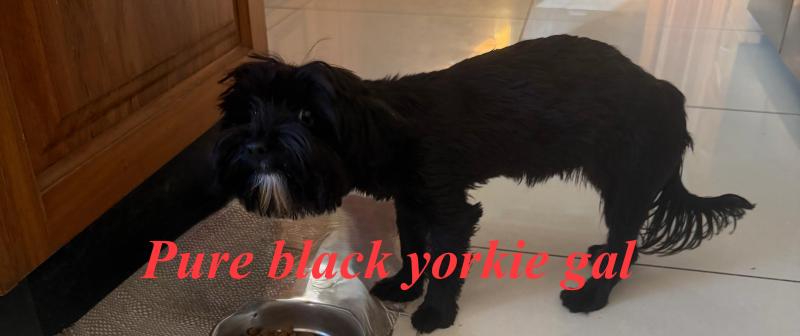 Pure black Yorkshire terrier female