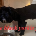 Pure black Yorkshire terrier female
