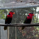 2 male Black-capped Lories