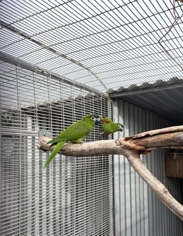 Female Hahns Macaws