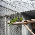 Female Hahns Macaws