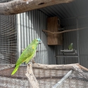 Blue Fronted Amazons
