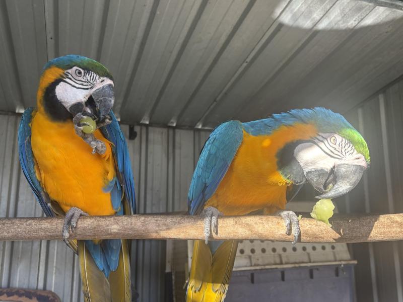 2x Blue and gold macaws