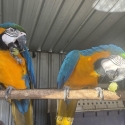 2x Blue and gold macaws