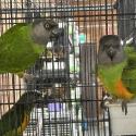 Senegal Parrot mature pair