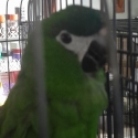 Beautiful Bonded Hans Macaws