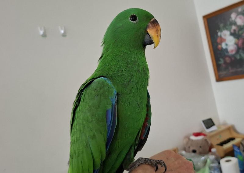 Male eclectus  hand raised