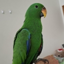 Male eclectus  hand raised