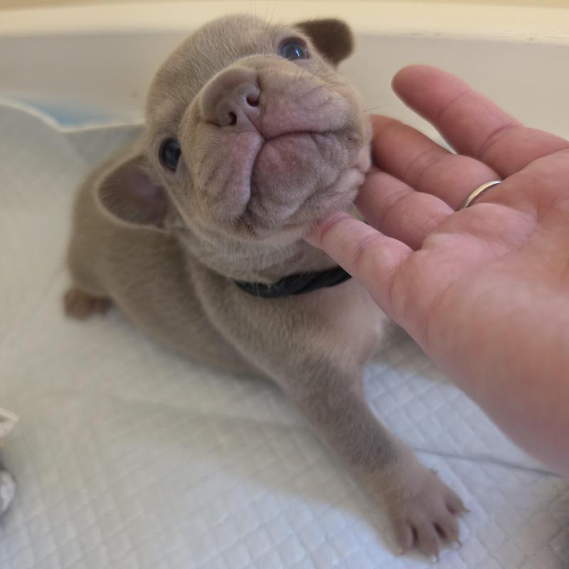 Pedigree French bulldog puppies