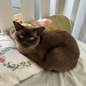 Rehoming an 8 year old Burmese male