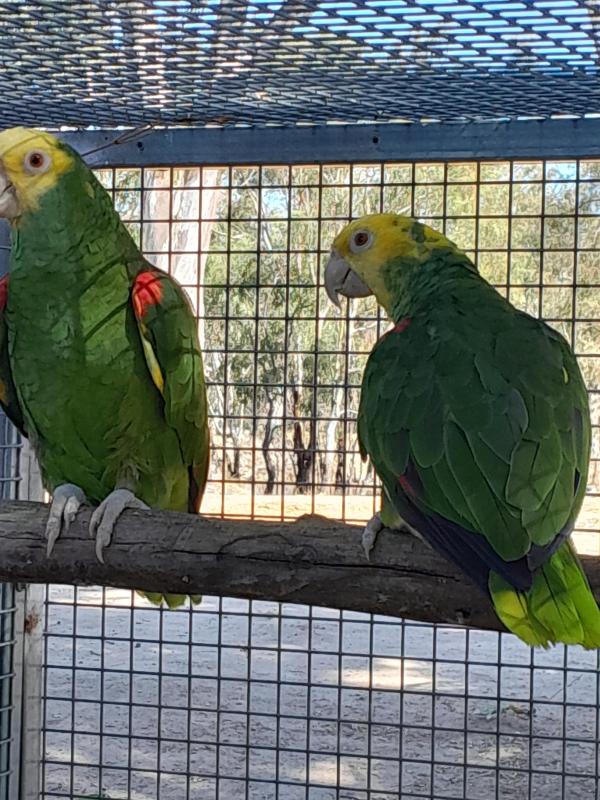 Double yellow headed amazons 2500