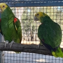 Double yellow headed amazons 2500
