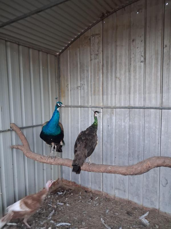 Peacock pairs 500