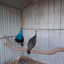 Peacock pairs 500