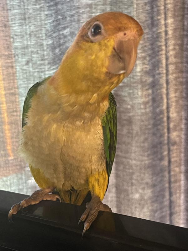 White bellied caiques