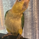 White bellied caiques