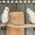 Pair of Blue Galahs