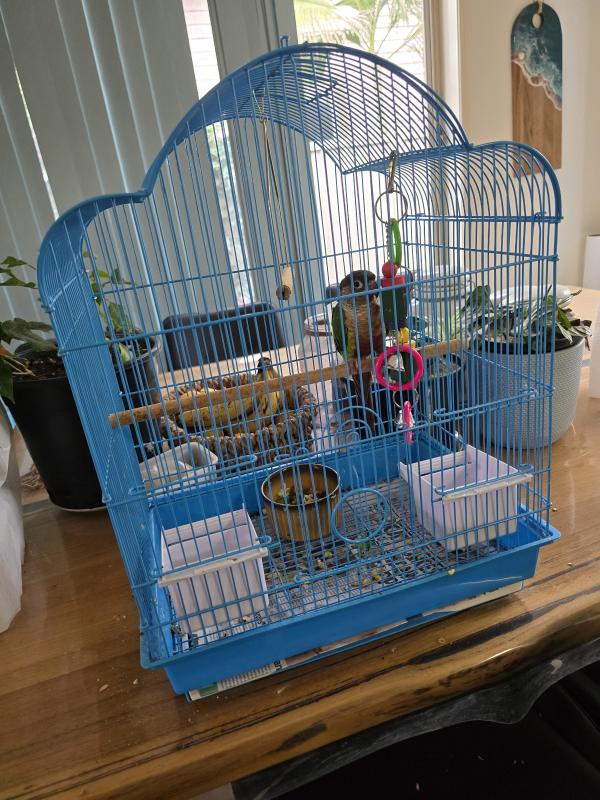 Conure handraised