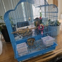 Conure handraised