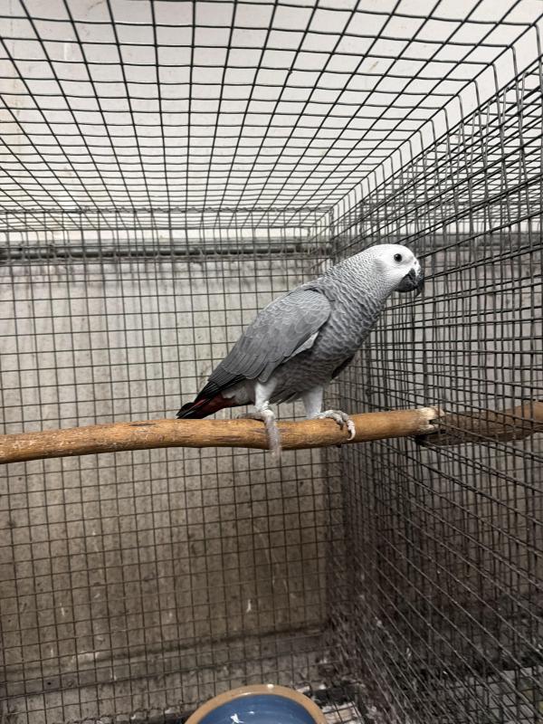 African Grey going to Wagga