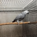 African Grey going to Wagga