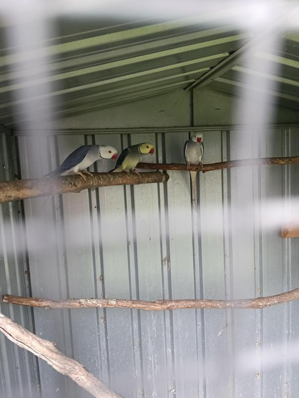 Ringneck Pairs and Singles